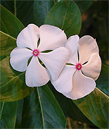 Madagascar Periwinkle