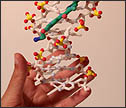 DNA model