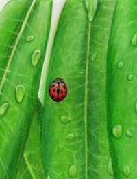 A print of leaves with a ladybug.