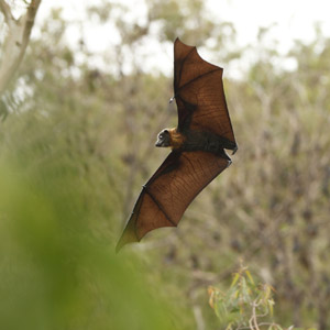 A bat in flight with wildlife behind him.