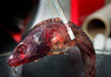 California Grunion