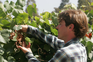 man looks at grapes growing on a vine