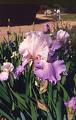 Irises at the Fullerton Arboretum