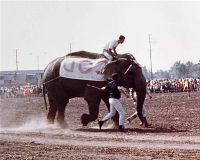 Elephant Races 1962