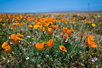 Digital photo of an orange poppy in a field of blooming poppies