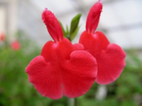 Bright red flower with wide petals