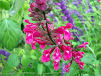 Pink and white flower with small densely packed petals