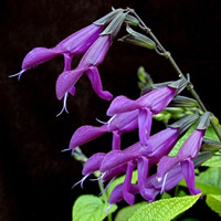 Vibrant purple flower with narrow, drooping petals