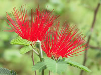 A red flower with needle-like petals