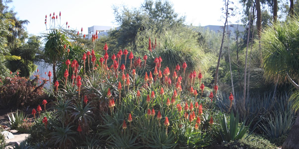 Large cactus with red flowers