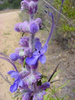 A purple flowering plant