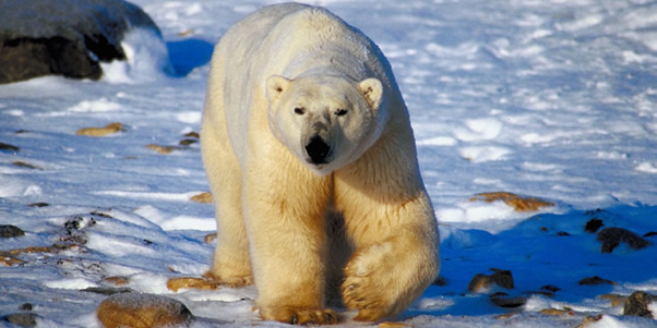 Polar bear