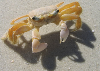 Brazil - Crab