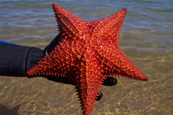 Starfish