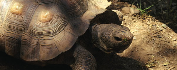 Henry, the tortoise
