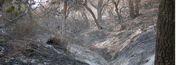 Tucker Wildlife suffered some damage from the fires