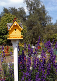 Birdhouse overlooking the Arboretum