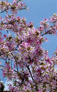 Flowering tree blooms at the Arboretum